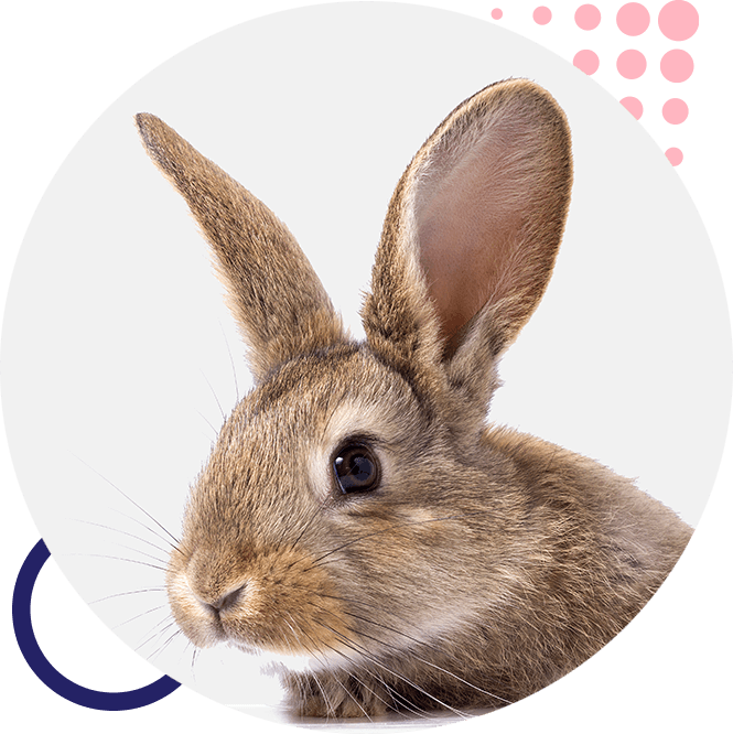 Kaninchen icon