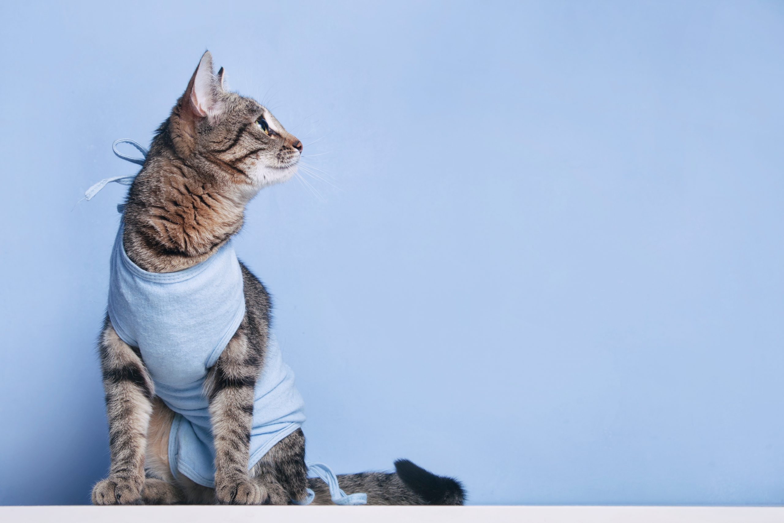 Postoperative bandage on a cat after a cavitary operation
