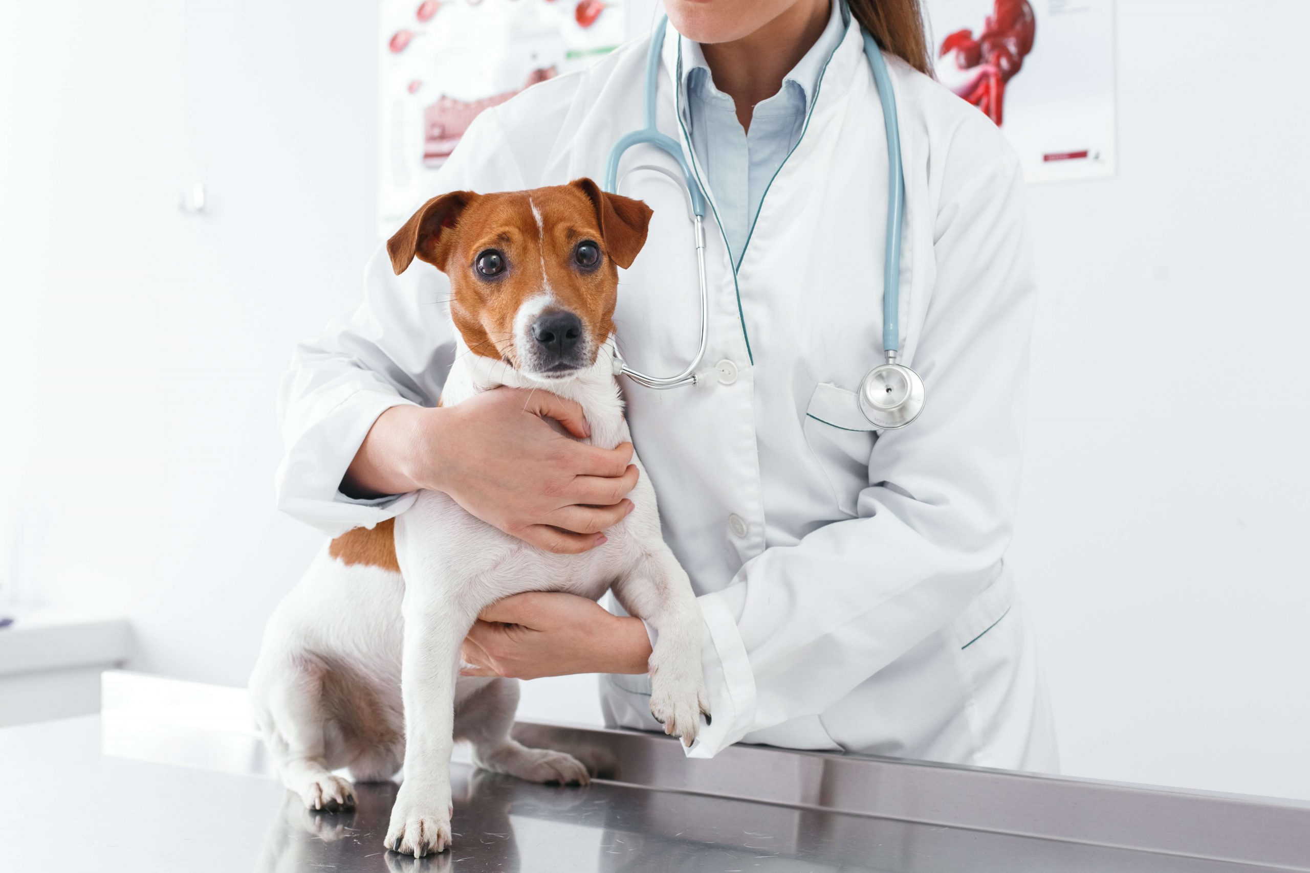 Hund auf Tierarzttisch