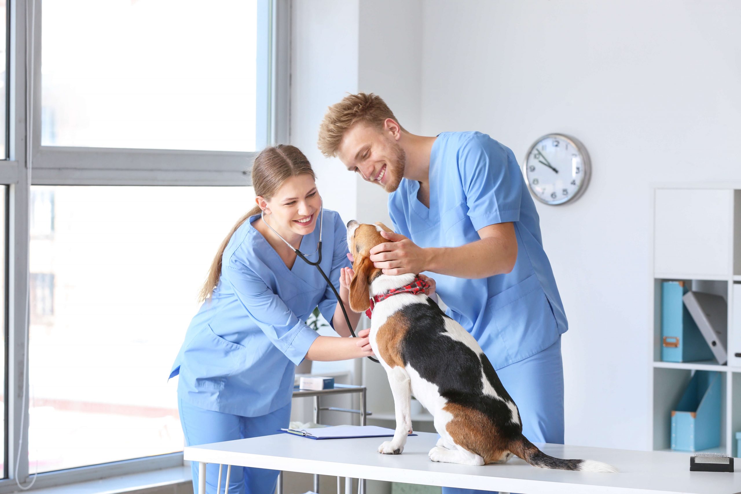 Hund beim Tierarzt