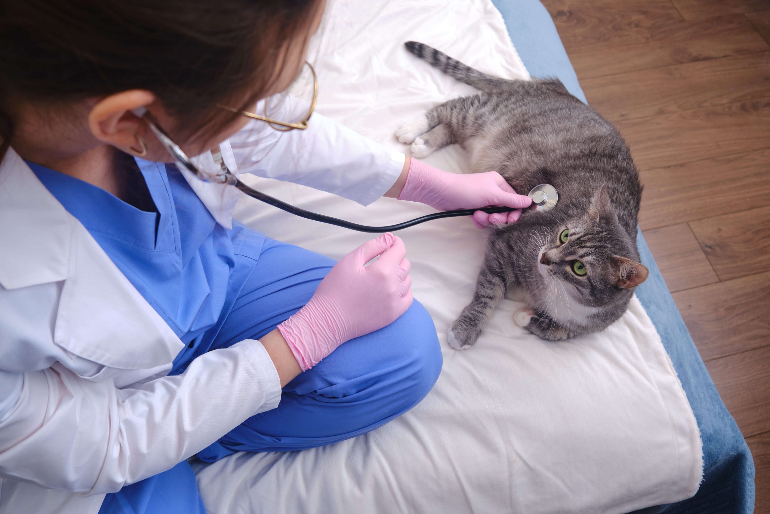 Katze Hausbesuch vom Tierarzt