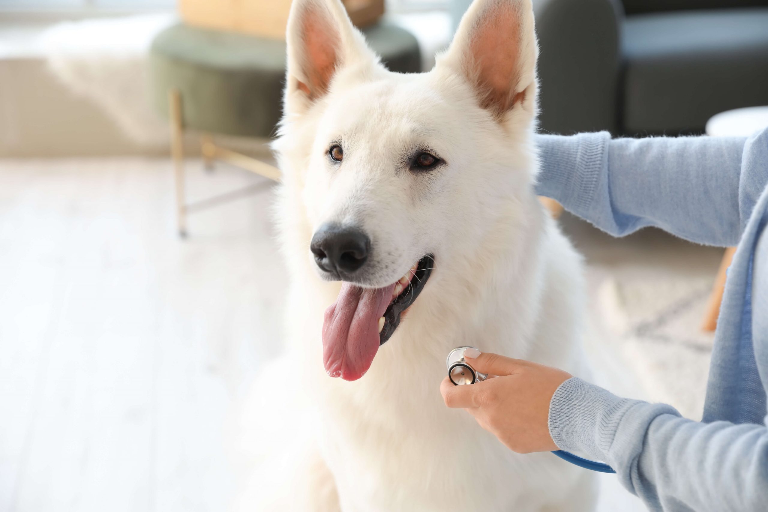 Hund beim Tierarzt3