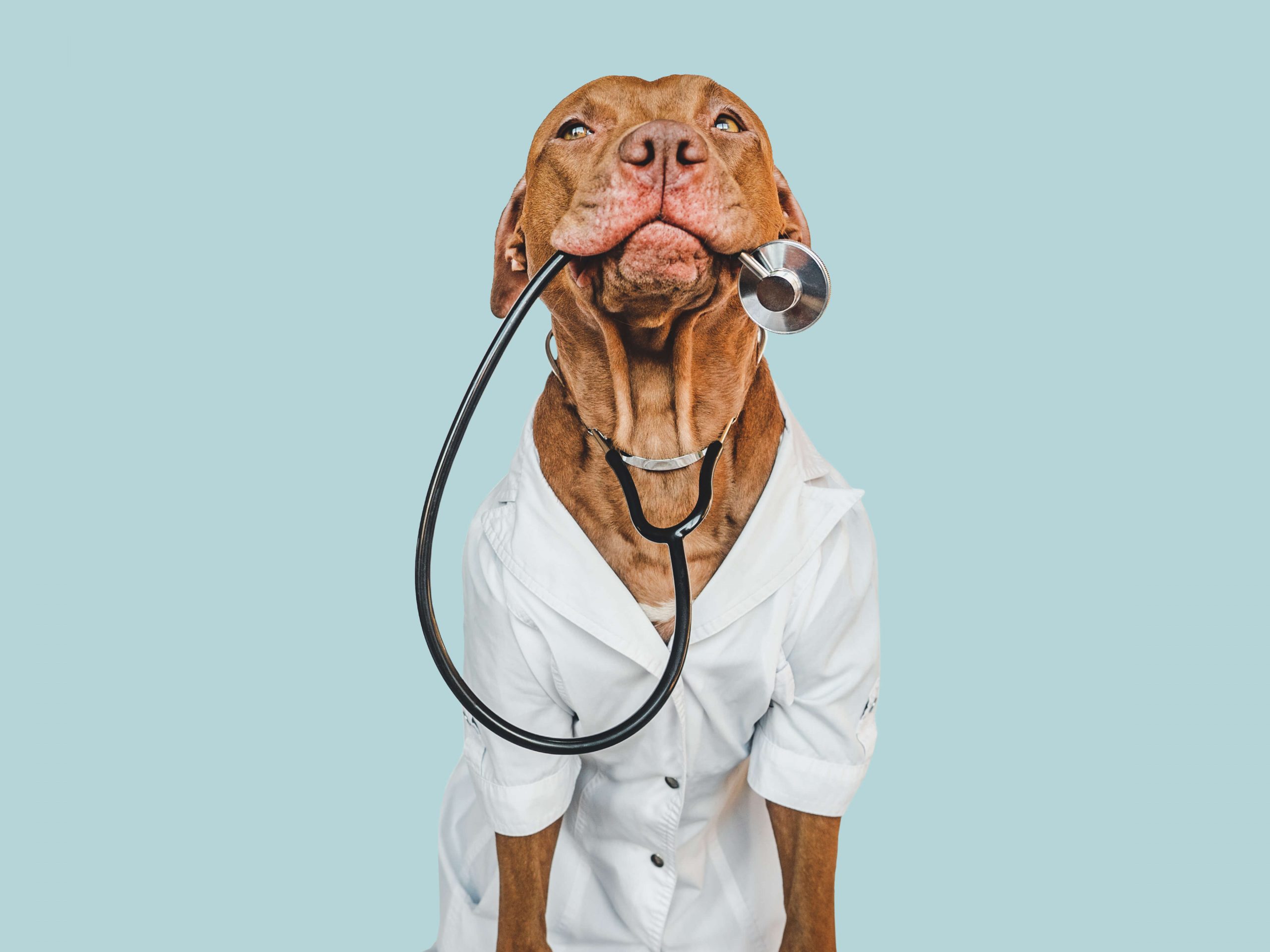 Hund beim Tierarzt