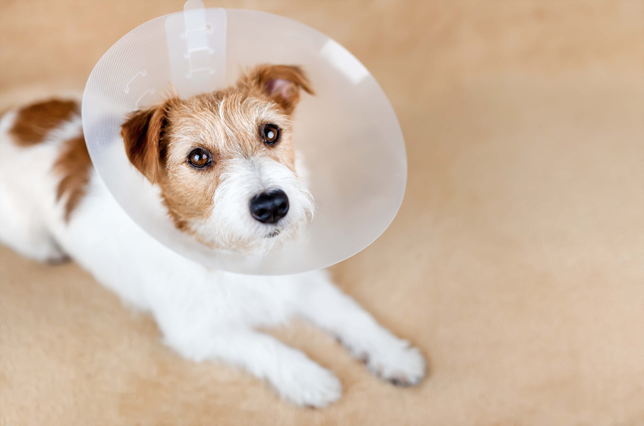 Hund mit Krause