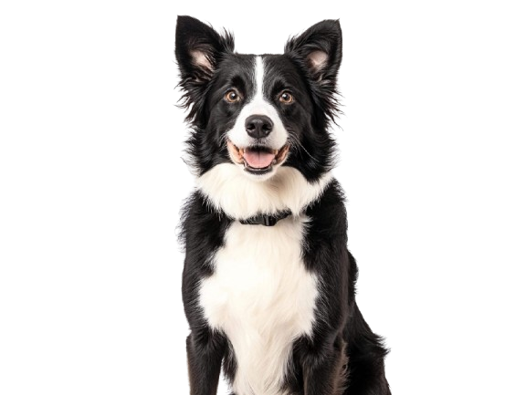 DOG-1