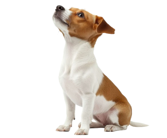Hund sitzend